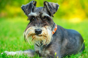 Zvergshnauzer Zvergshnauzer